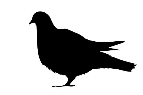 Pigeon Png Transparent Image Download Size 2552x1698px