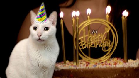 cat singing happy birthday song download cat meme stock pictures and photos