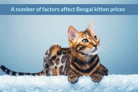 How Much Do Bengal Kittens Cost 2019