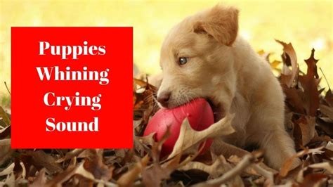 Puppies Whining And Crying Sound Compilation Puppy Whining Puppies