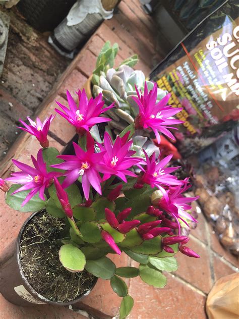 Spring Cactus What A Beauty🖤 Rcactus