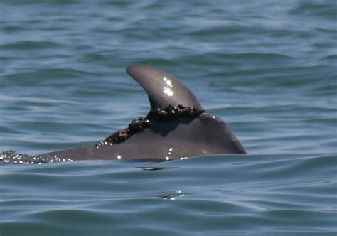 Piney Point Dolphin Entanglement Sarasota Dolphin Research Program