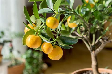 Dwarf Lemon Trees Eureka Vs Lisbon Vs Meyer Ultimate Backyard