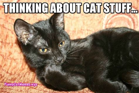 Funny Memes Thinking Cat Stuff Funny Cat Memes Cat Memes Clean