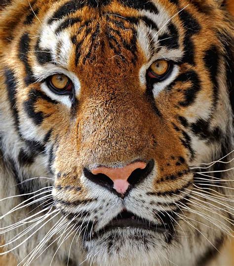 Worksheets For Tiger Habitat Adaptations