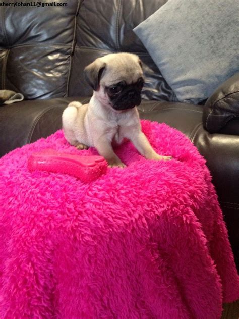 This is the price you can expect to budget for a pug with. Pug Puppies For Sale | Traverse City, MI #247804 | Petzlover