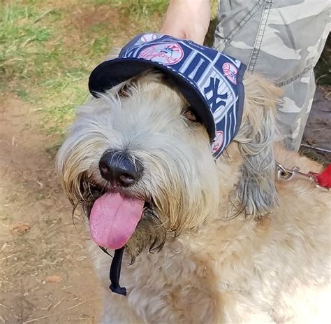 Dog Hat Ny Yankees Sports Fabric Etsy