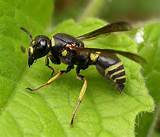 Uk Wasp Species