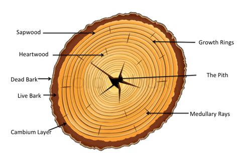 Cross Section Of A Tree Tree Growth And Structure