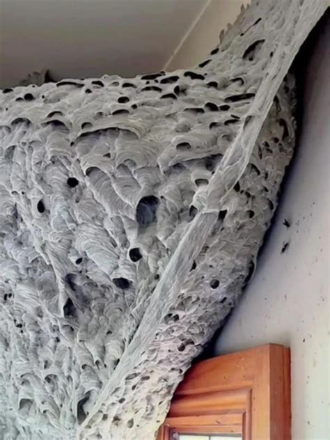 Colossal Alien Wasps Nest Discovered In Melbourne Home The West Australian