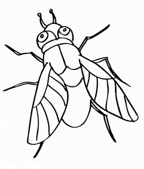 Fly Coloring Pages To Download And Print For Free
