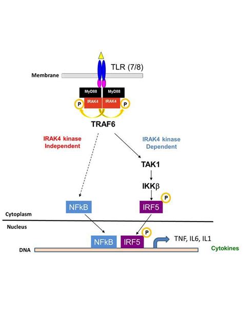 Proposed Model Of Irak4 Regulation Of Tlr78 Signaling Pathway In Human