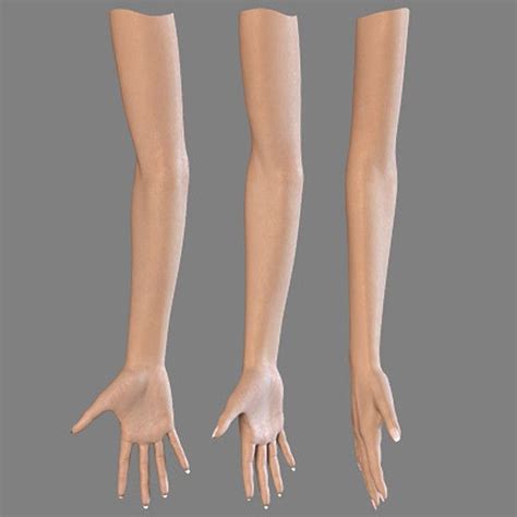 Female Hand Arm 3d Model Anatomia Pinterest D Models And 3d