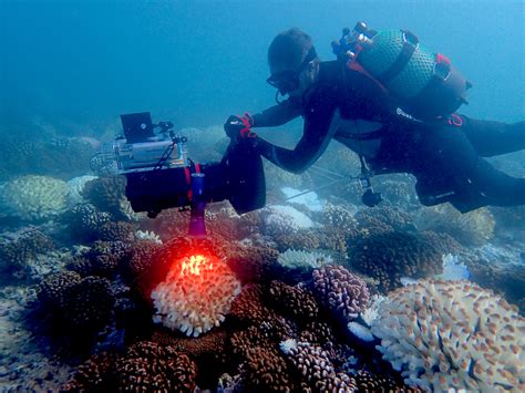 Can This Map Save Coral Reefs Researchers Aim To Conserve Natural