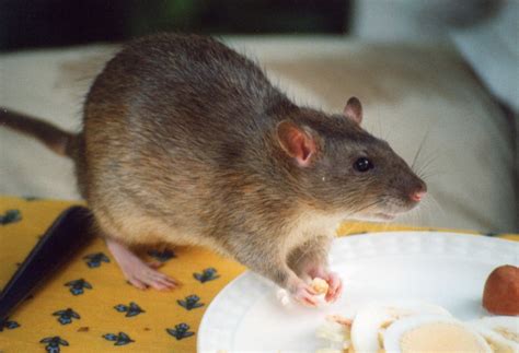 Fancy Rat Varieties Fur Color Eye Color Coat Type And Markings