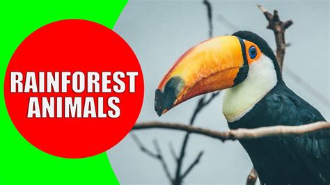Rainforest Animals For Children Jungle Animal Sounds And Rainforest