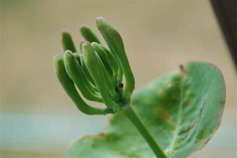 Photo Of The Closeup Of Buds Sepals And Receptacles Of Honeysuckle