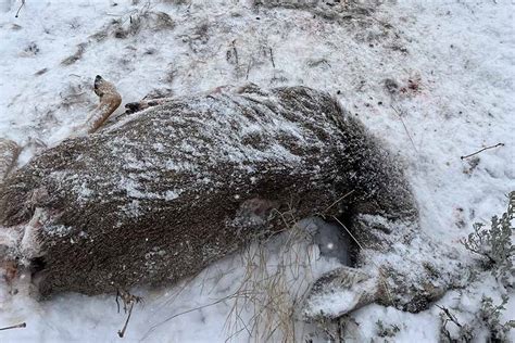 Dwr Conservation Officers Seek Information After 2 Deer Illegally