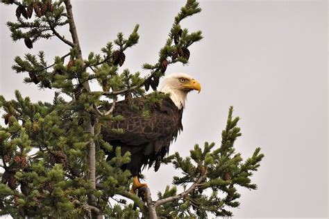 7 Free Washington Eagle And Eagle Photos Pixabay