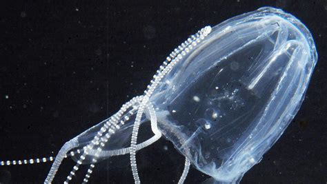 Expert Says Potentially Lethal Irukandji Jellyfish Are Already Here In