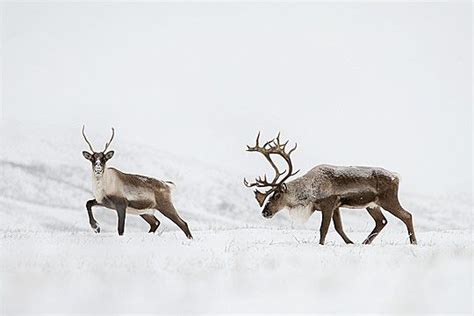 Caribou © Nicolas Biron Like Animals Animals And Pets Caribou