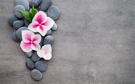 Zen Flower Wallpapers Top Free Zen Flower Backgrounds Wallpaperaccess