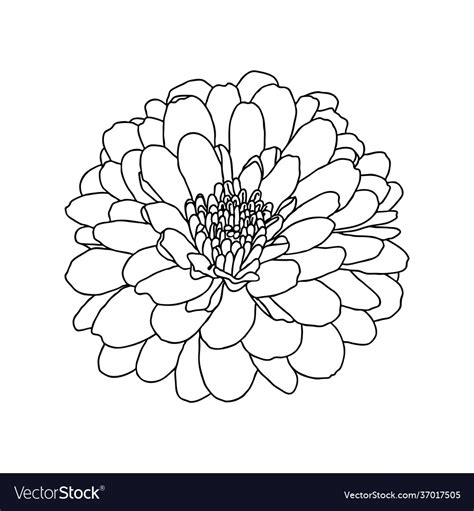 Line Drawing Chrysanthemum Flower On White Vector Image