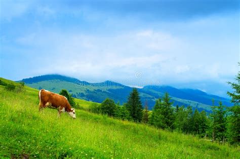 Cow Grazing In A Mountain Meadow Stock Image Image Of Agriculture