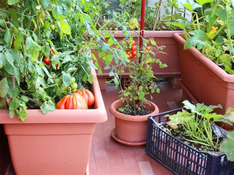 Basil planted in the same bed can help enrich the flavor of ripe tomatoes. Container Gardening - Growing Vegetables In Containers
