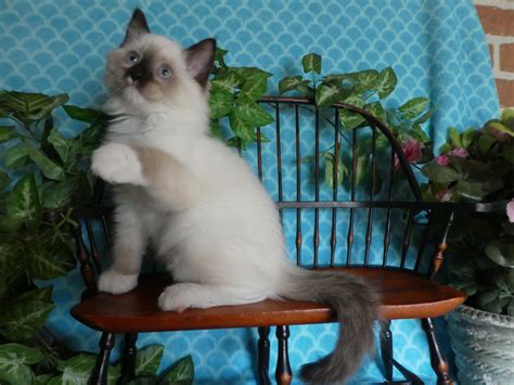 Ragdoll Cats For Sale East Earl Pa 309742 Petzlover