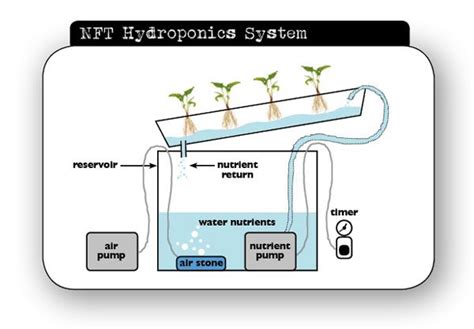 What Are The Top 5 Hydroponic Techniques Garden Culture Magazine