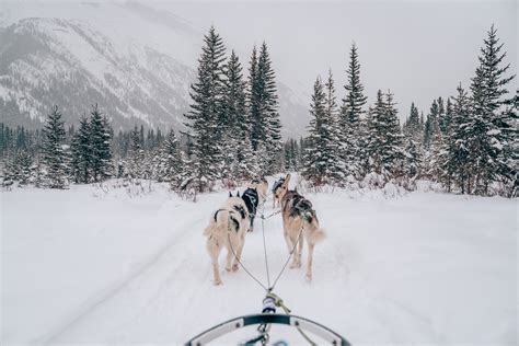 How To Book A Dog Sledding Tour In Banff Canada — Sugar And Stamps