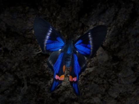 Rhetus Periander Beautiful Butterflies Beautiful Butterfly