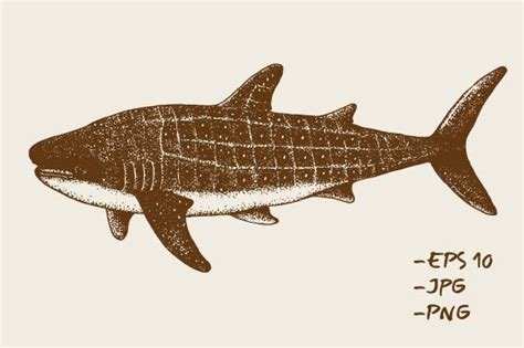 Hand Drawn Spotted Shark Animal Sea Graphic By Rimbu Creative