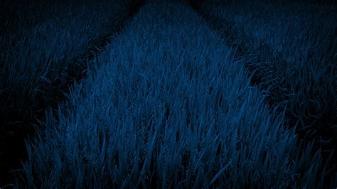 In The Middle Of A Corn Field At Night Stock Footage Videohive