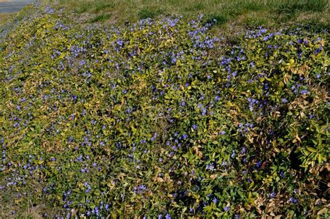 Blue Carpet Of Low Creeping Flowers In Detail Flowerbed In The Garden