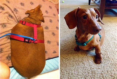 Dennis The Dieting Dog Loses 79 Of His Body Weight With Healthy Habits