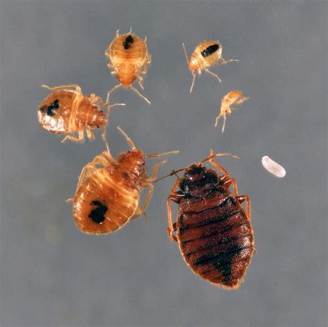 Welcome To Jefferson County New York Bed Bug Information