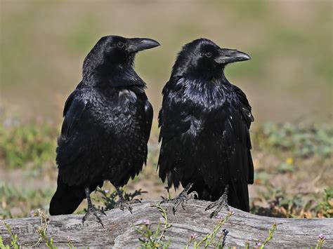 Common Raven Ebird Raven Birds Ornithology