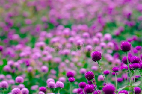 Globe Amaranth Or Bachelor Button Flowers Stock Photo Image Of