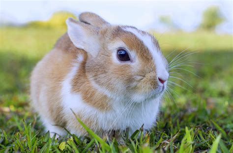 They are adorable and brimming with personality. The Five Most Lovable Rabbit Breeds | Rabbit Breeds That ...