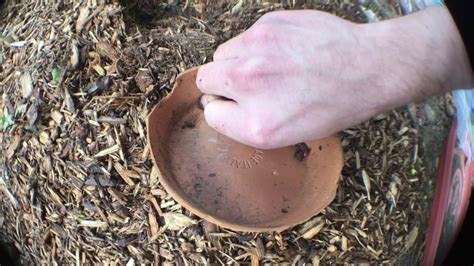 We did not find results for: Turning Your Lawn into a Garden - YouTube