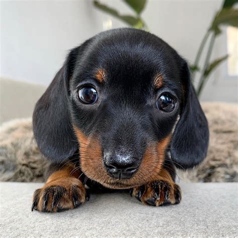299k Likes 548 Comments Loulou Loulouminidachshund On Instagram