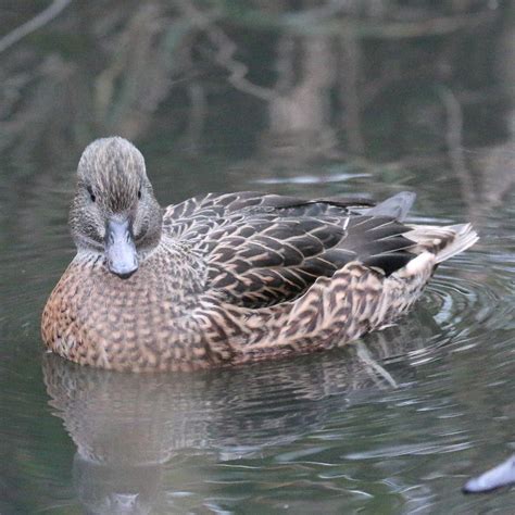 Falcated Duckteal