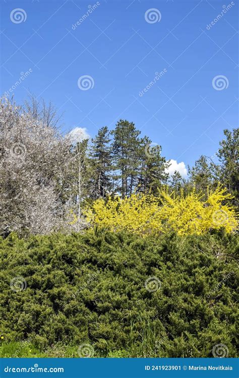 Colorful Spring Landscape Blooming Trees And Shrubs In Park Against