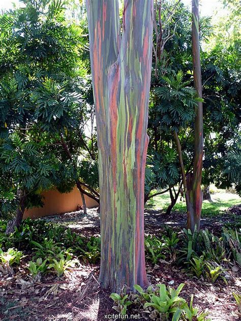 Nature Painted Tree Rainbow Eucalyptus