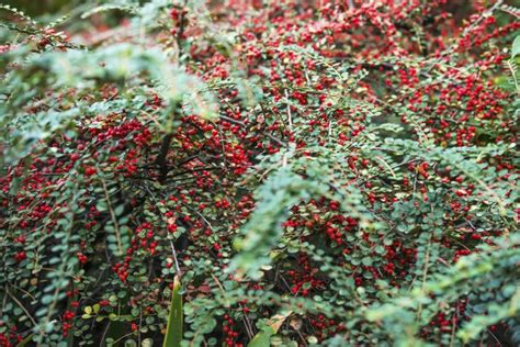 bushes or shrubs with red berries hunker red berries berries colorful garden