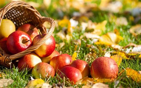 Fall Apples Wallpapers Top Free Fall Apples Backgrounds Wallpaperaccess