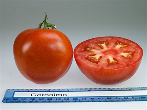 Tomato Varieties Rutgers Njaes