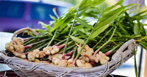 Comment faire pousser du gingembre en pot Voici la réponse des